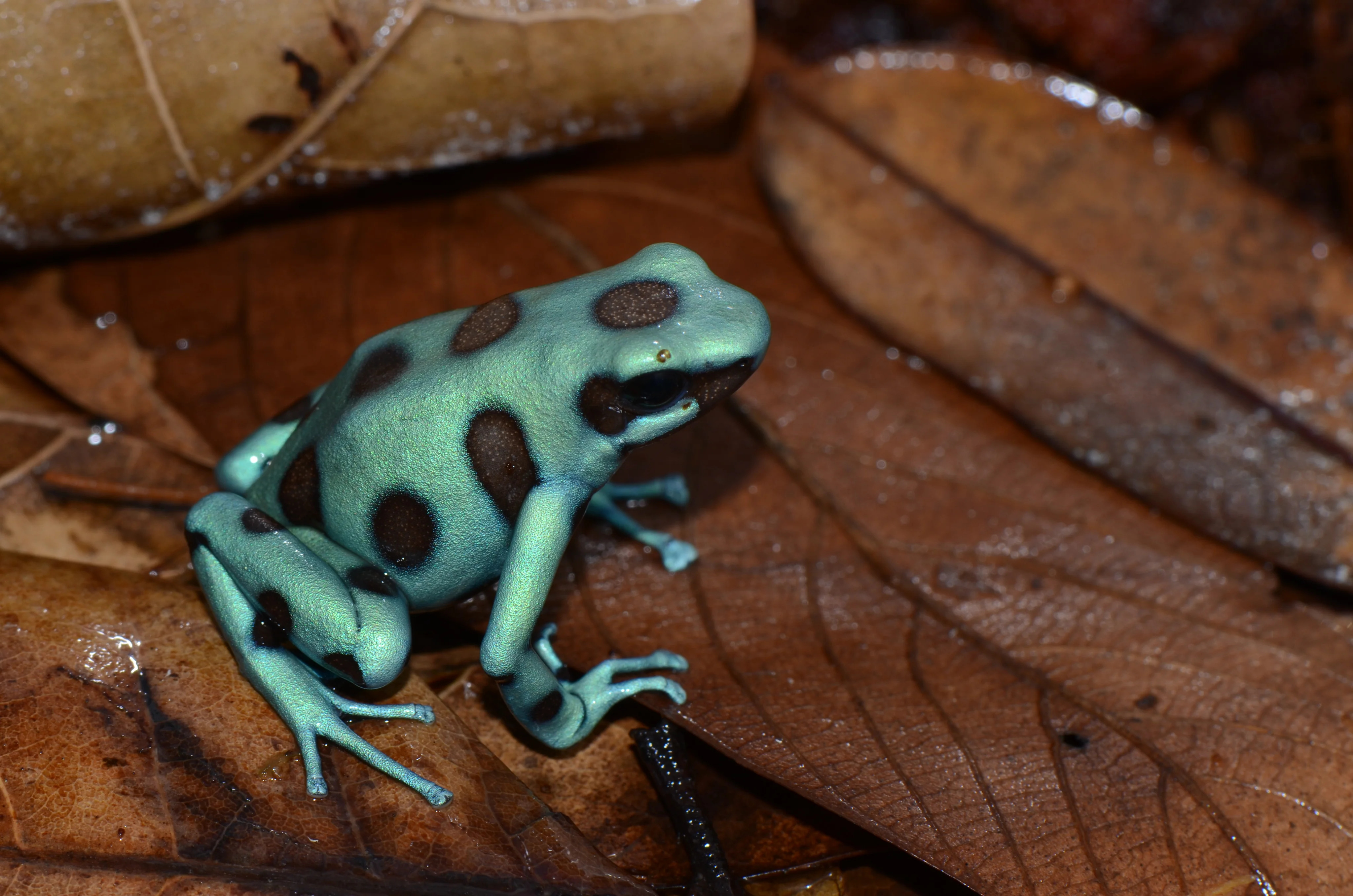 Dendrobates auratus - Goldbaumsteiger "Microspot"