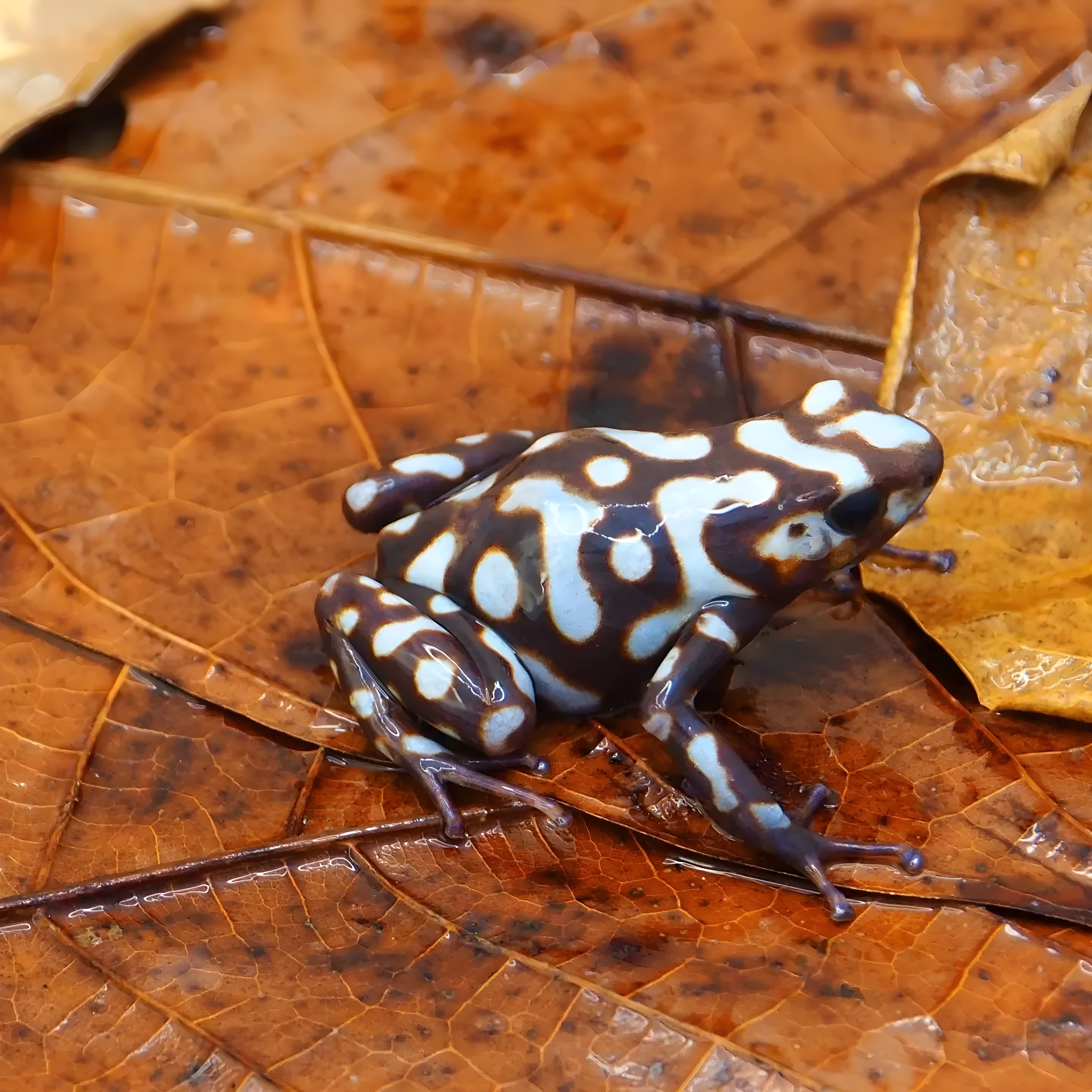 Dendrobates auratus - Goldbaumsteiger "Peña Blanca"